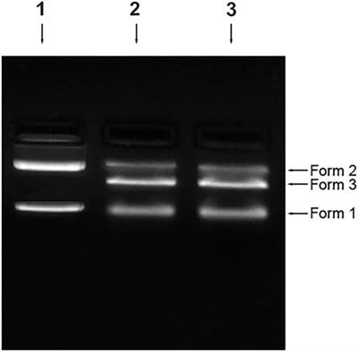 4-Chloro-1,2-phenylenediamine induced structural perturbation and genotoxic aggregation in human serum albumin